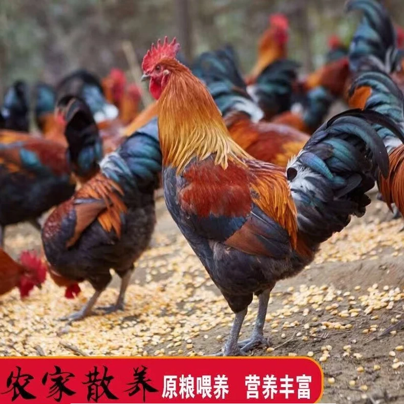 黑脚土公鸡【正宗农家】纯散养新鲜鸡肉无内脏随机现杀3斤/只冷冻