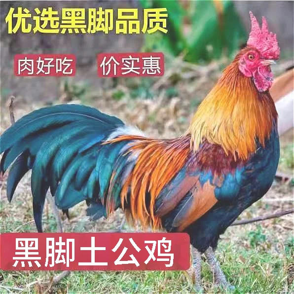 【散养大公鸡】正宗农村土公鸡现杀新鲜鸡肉土鸡柴鸡走地鸡顺丰包邮