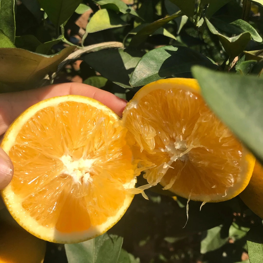 【刘仙姑专属】江西赣南脐橙原产地现摘新鲜橙采摘净重4.5-18斤