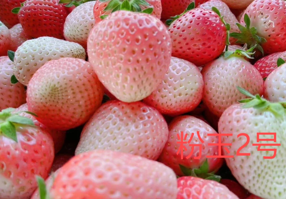 粉玉2号草莓苗黑色育苗杯杯苗原盆原土阳台盆栽根系发达