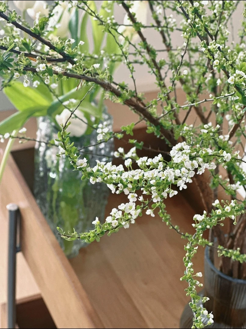 【雪柳】精选A级耐寒干支雪柳