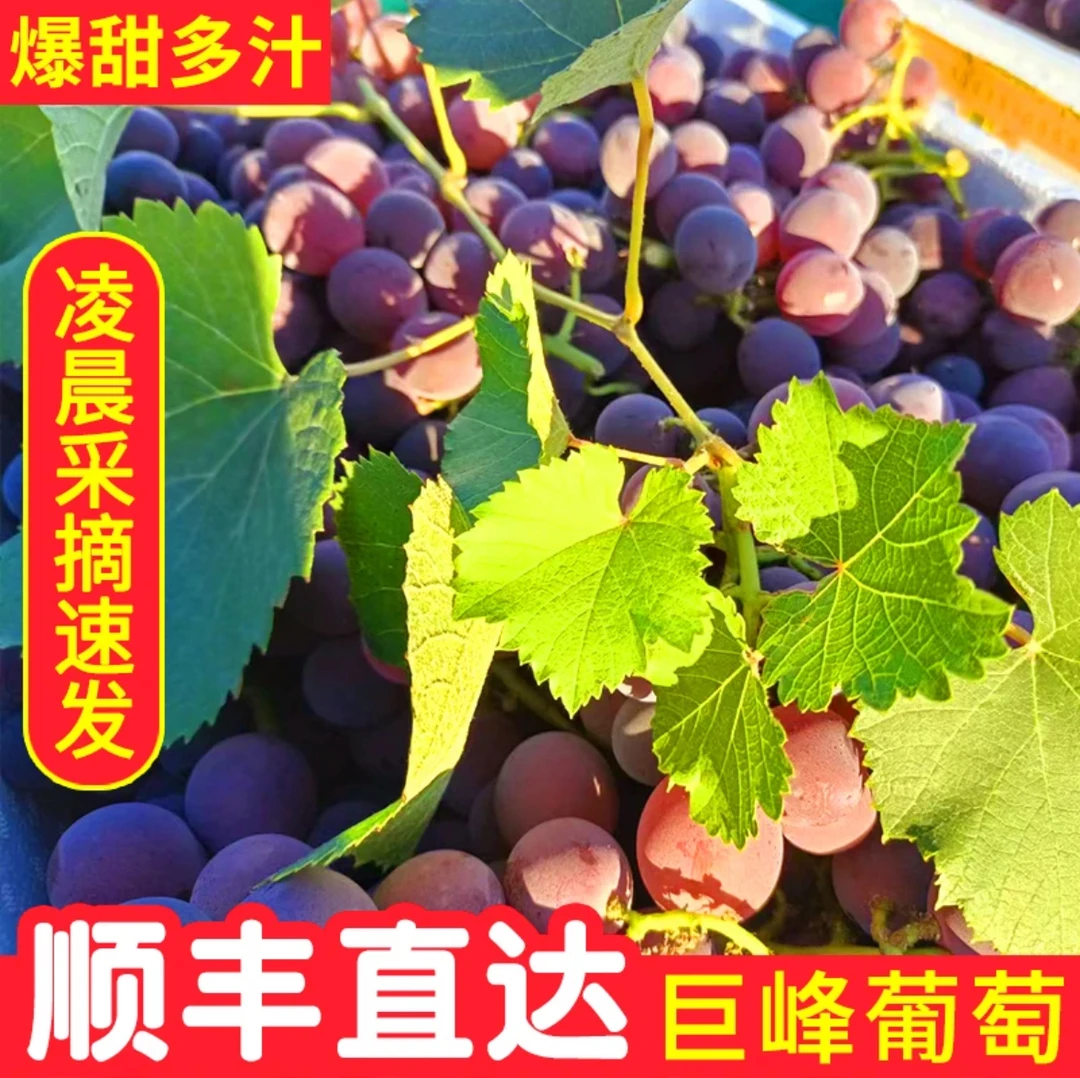 【江浙沪皖包邮】顺丰冷链 浦江巨峰葡萄水果整箱产地现摘现发