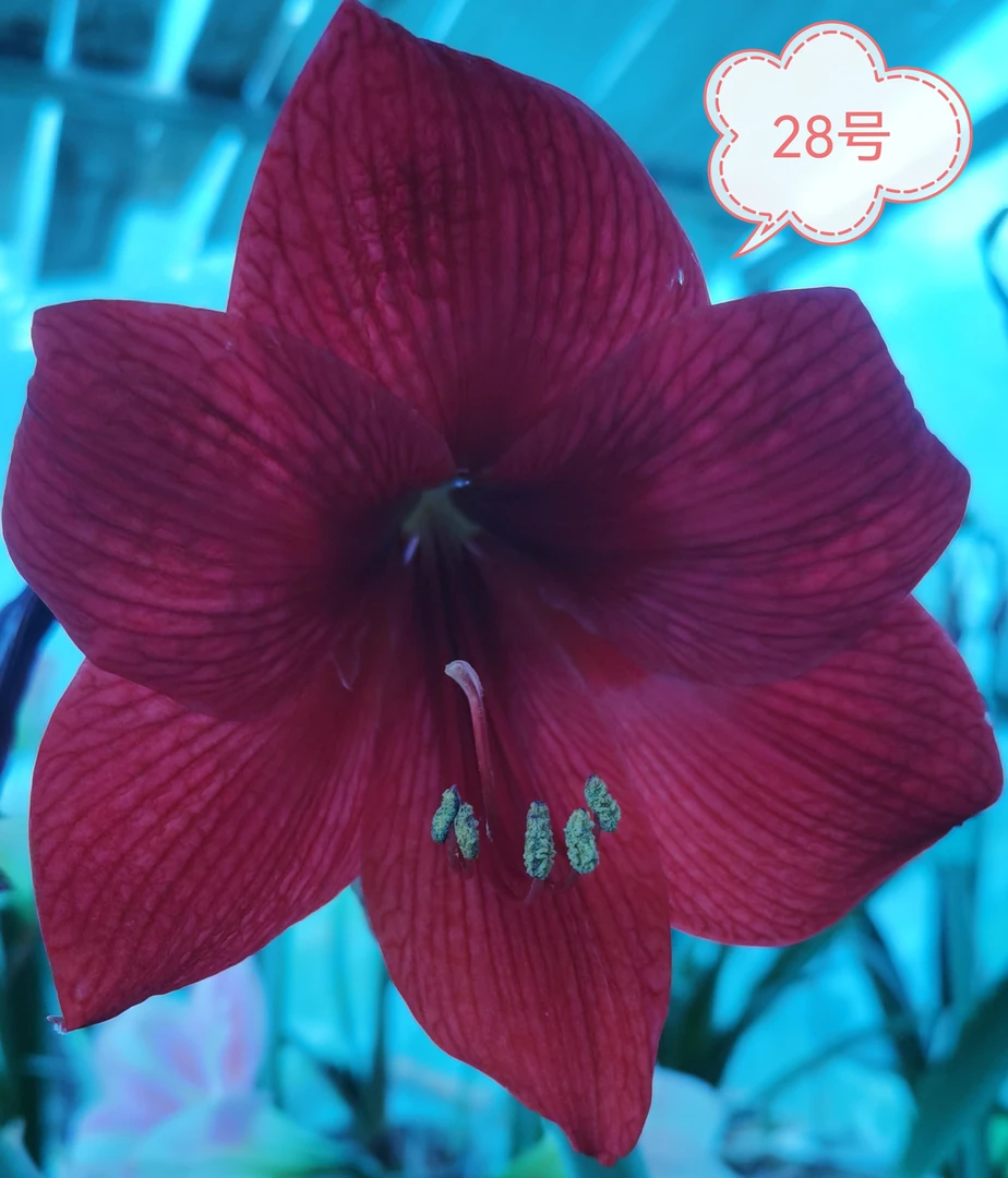 28号黑红色单瓣，花后球7～8厘米，图为我的实开
