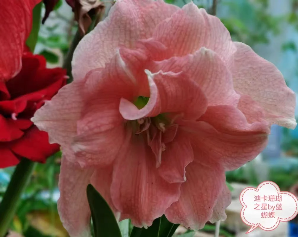 珊瑚之星秘鲁朱顶红，直径1.5厘米小苗