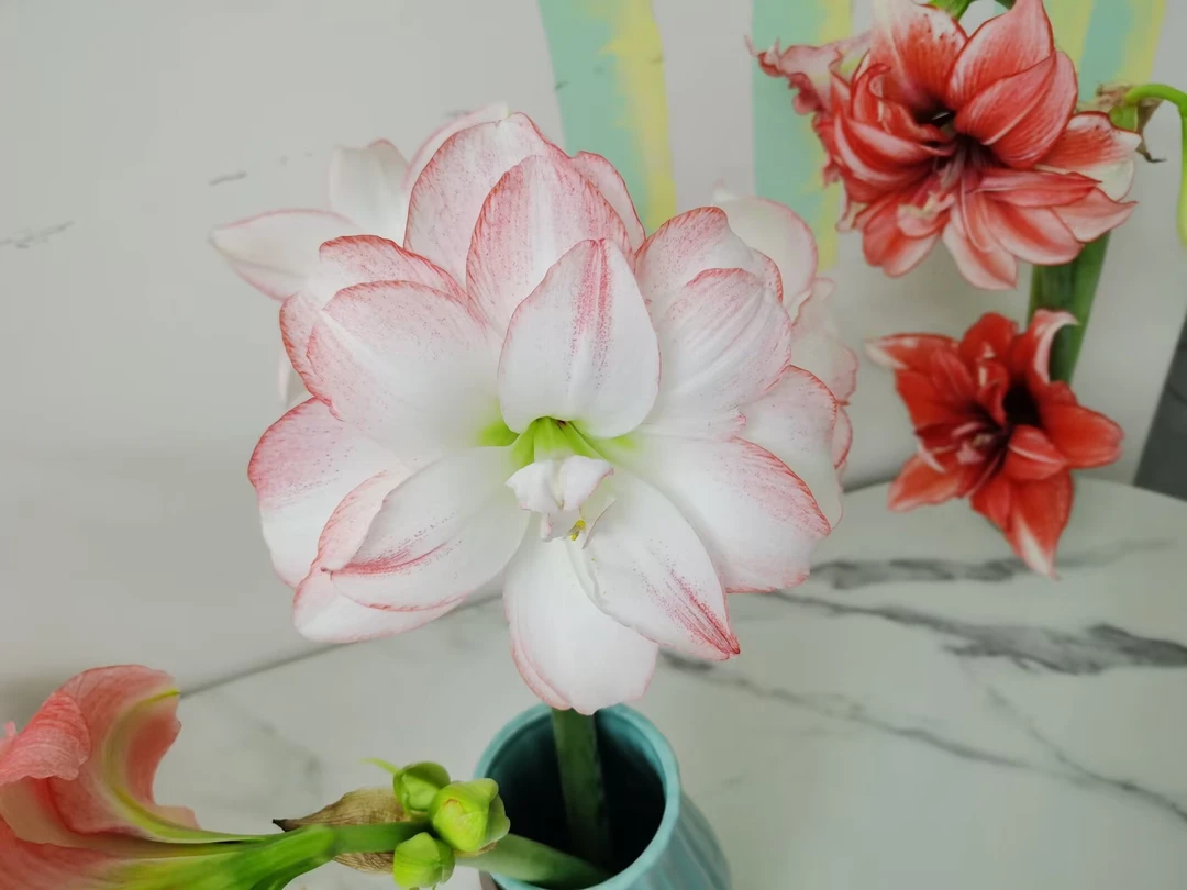 台朱粉珍珠，切球苗5厘米左右，球有瑕疵介意勿拍