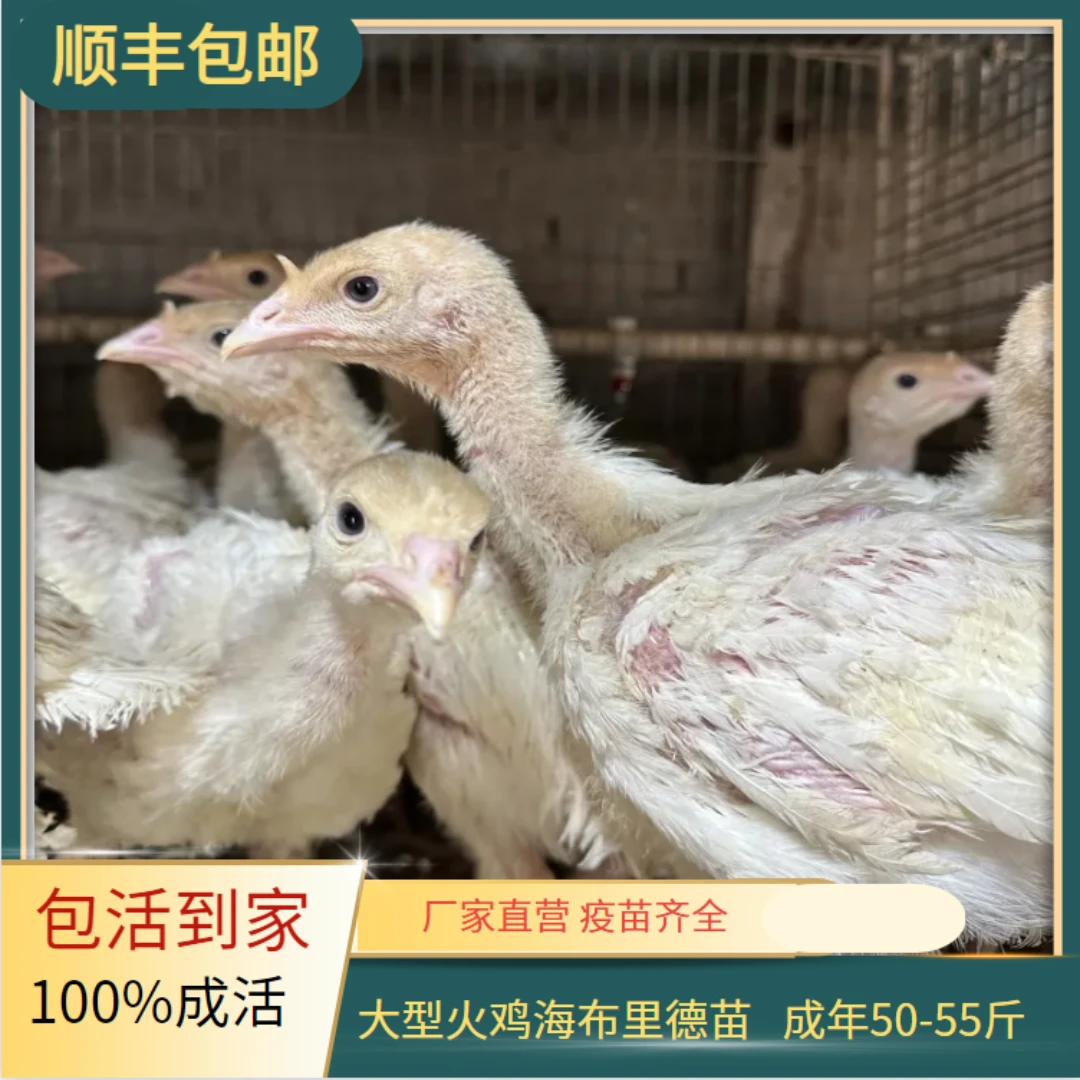 大型 海布里德 一斤火鸡苗(公鸡成年50-55斤)