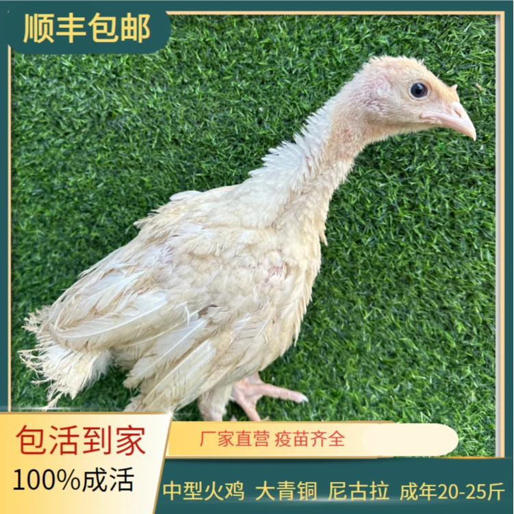 中型火鸡苗 1.5斤左右-（尼古拉 ，成年20-25斤）
