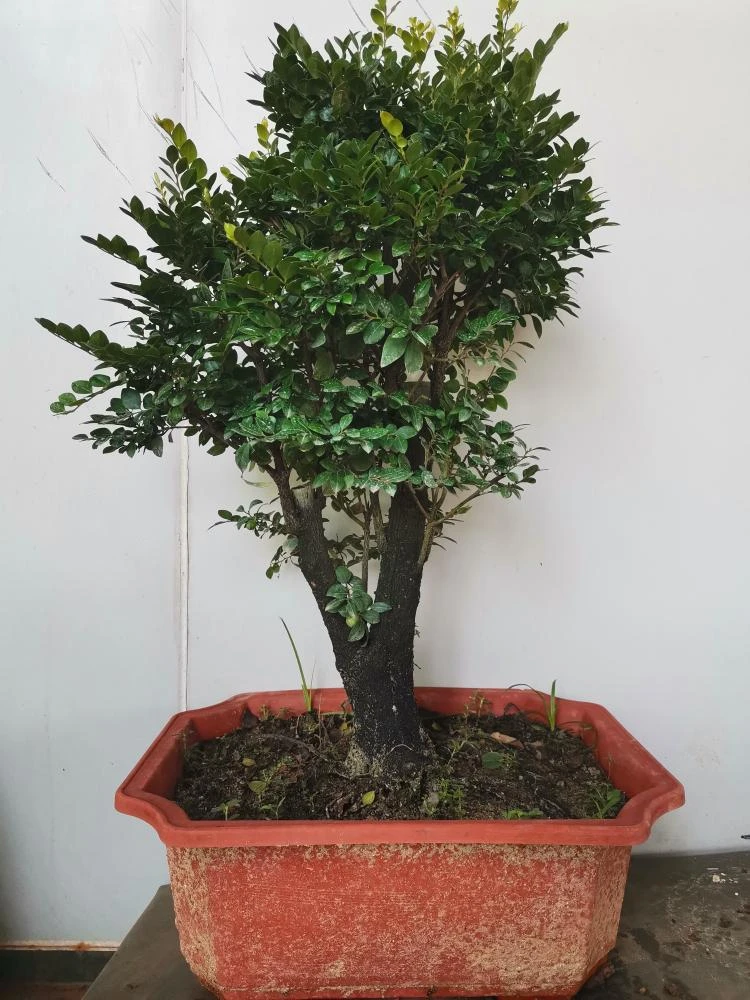 直播间盆景 一物一拍，选择相对应的金额下单盆栽