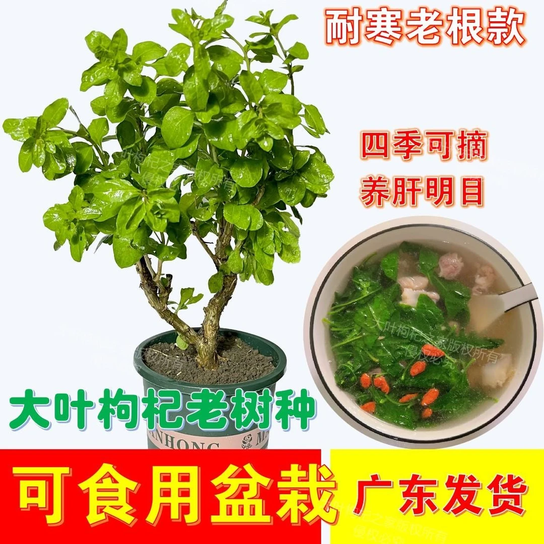 枸杞菜苗树苗大叶枸杞新鲜盆栽植物室内南方食用高产四季蔬菜种植