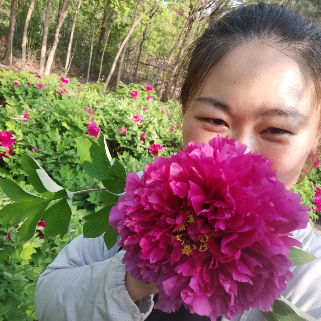 国产紫红色大花牡丹 二乔 开花率高易成活