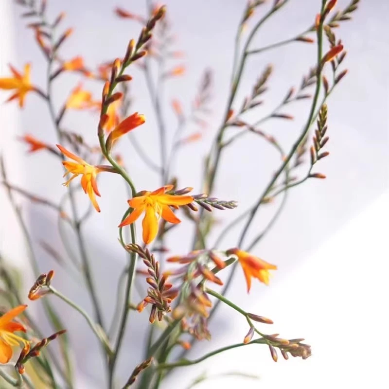 火焰兰火焰蓝鲜花云南昆明斗南基地包邮直批新花配花配草家用水养