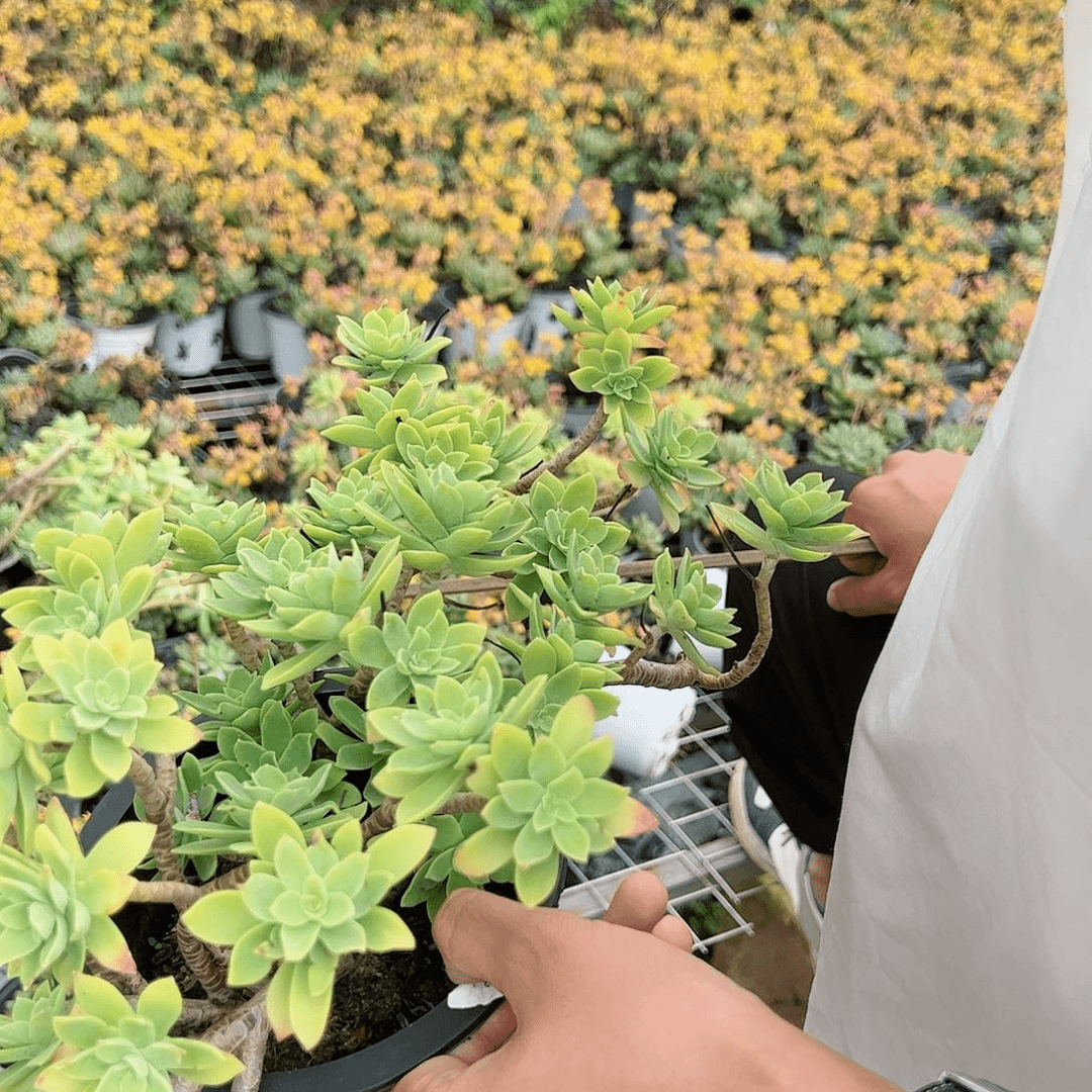 清扬山上造型高脚盆老桩整桩