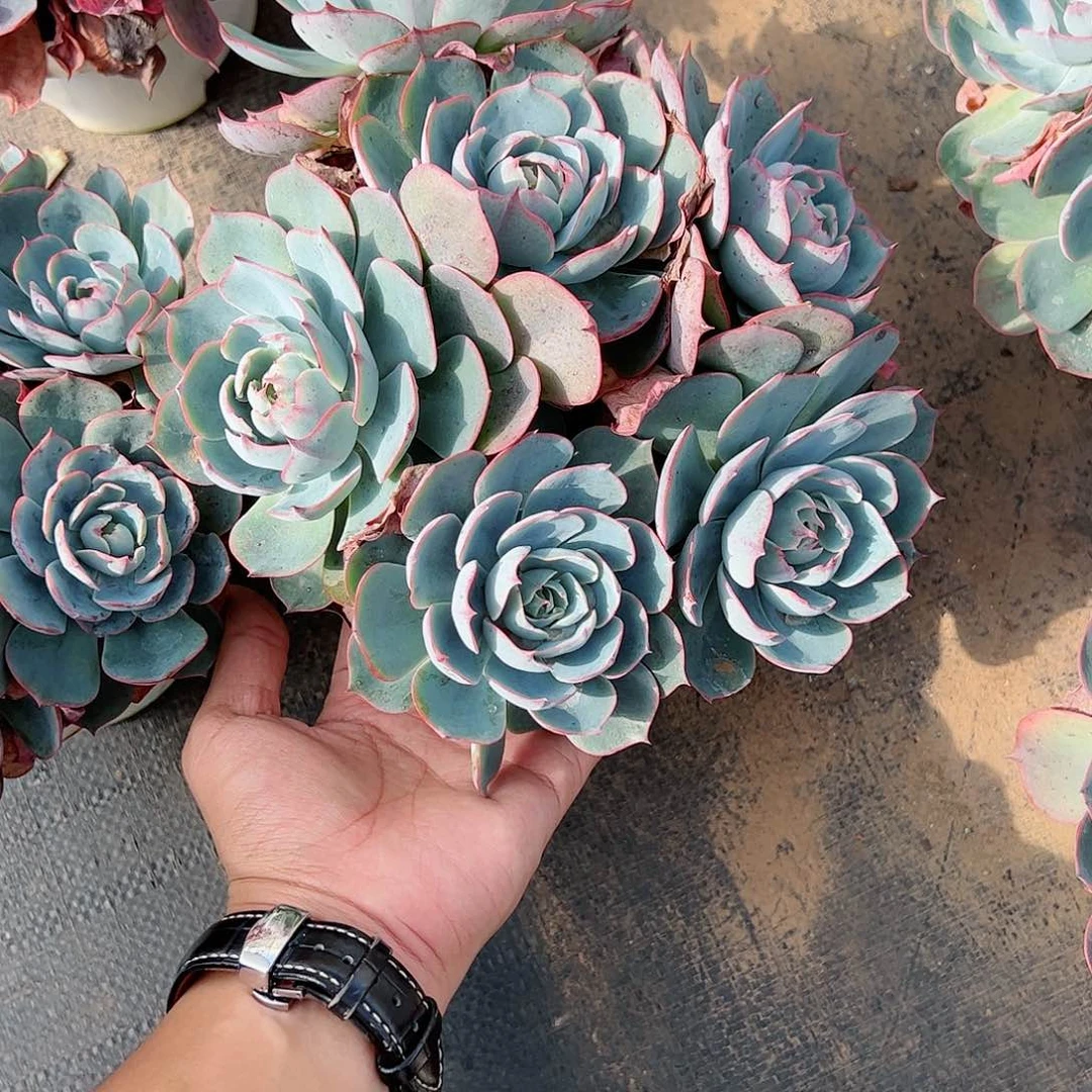 阿美星五头起发大盆