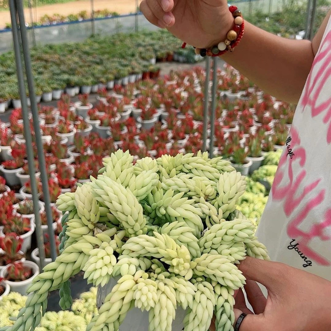 象牙玉坠大盆散装带盆土发货部分掉头不售后