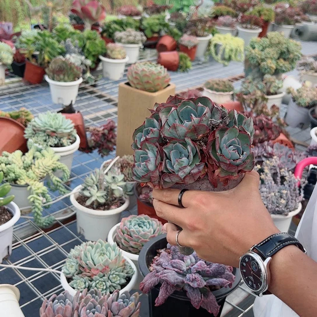阿美星多头群生整桩整群