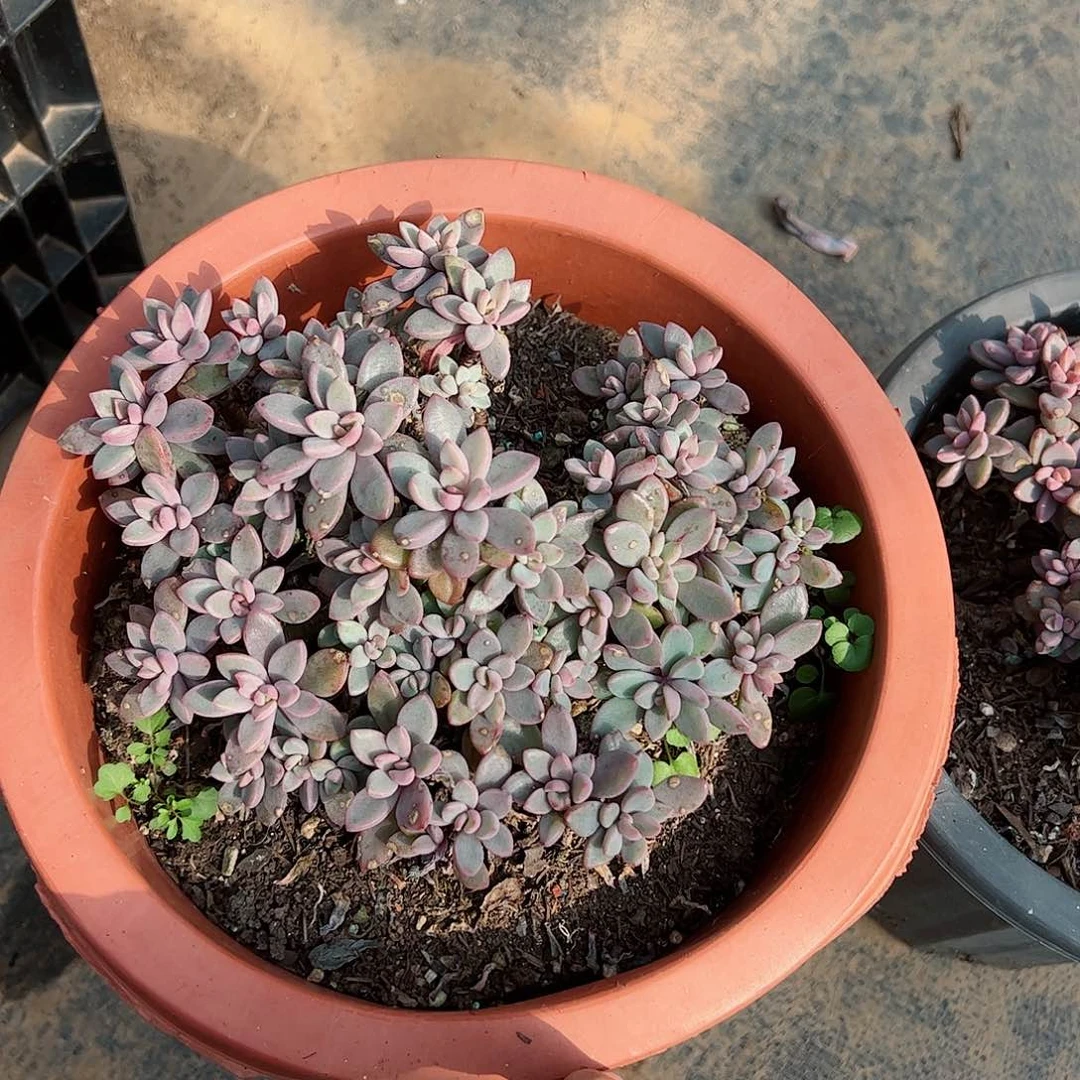 小紫心多头大盆多肉植物