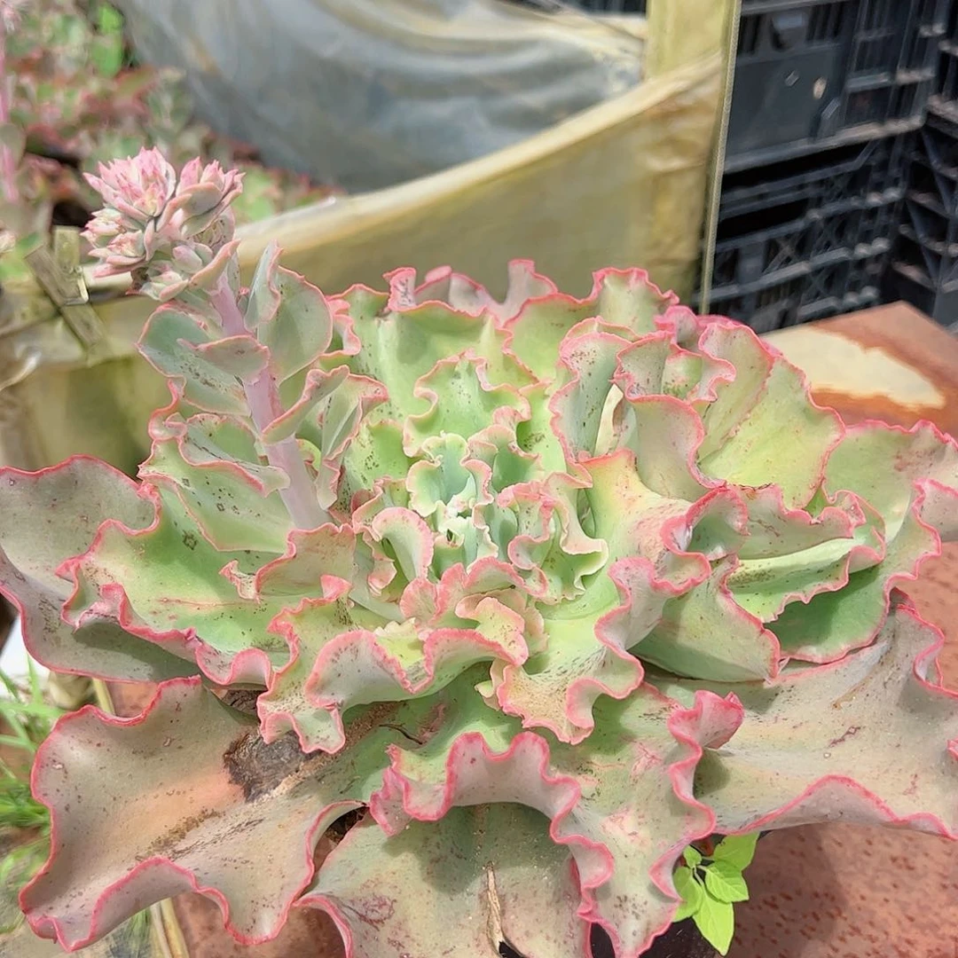 高砂之翁大单头包菜系