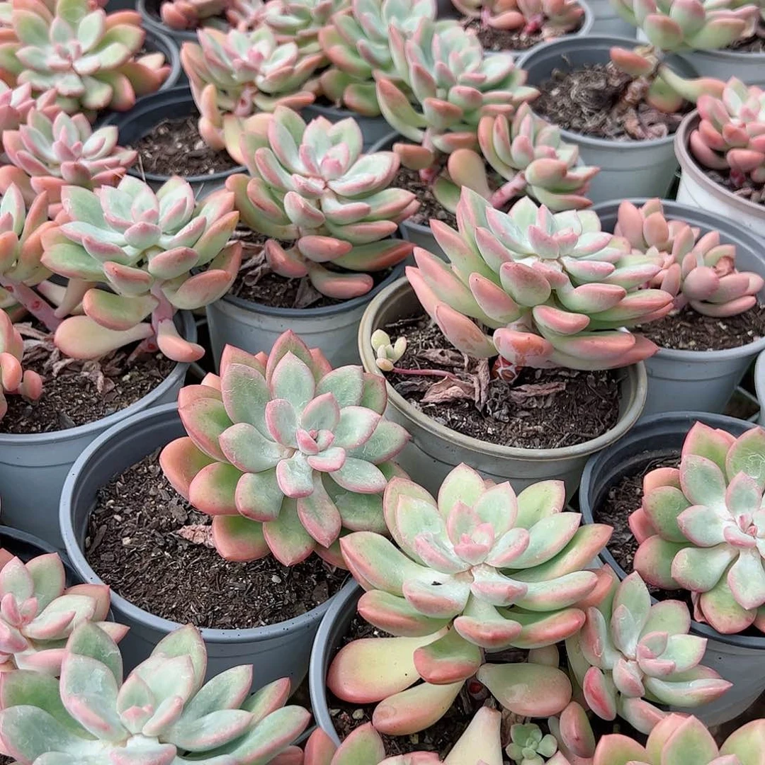 粉安妮3盆整桩整群部分掉叶不售后