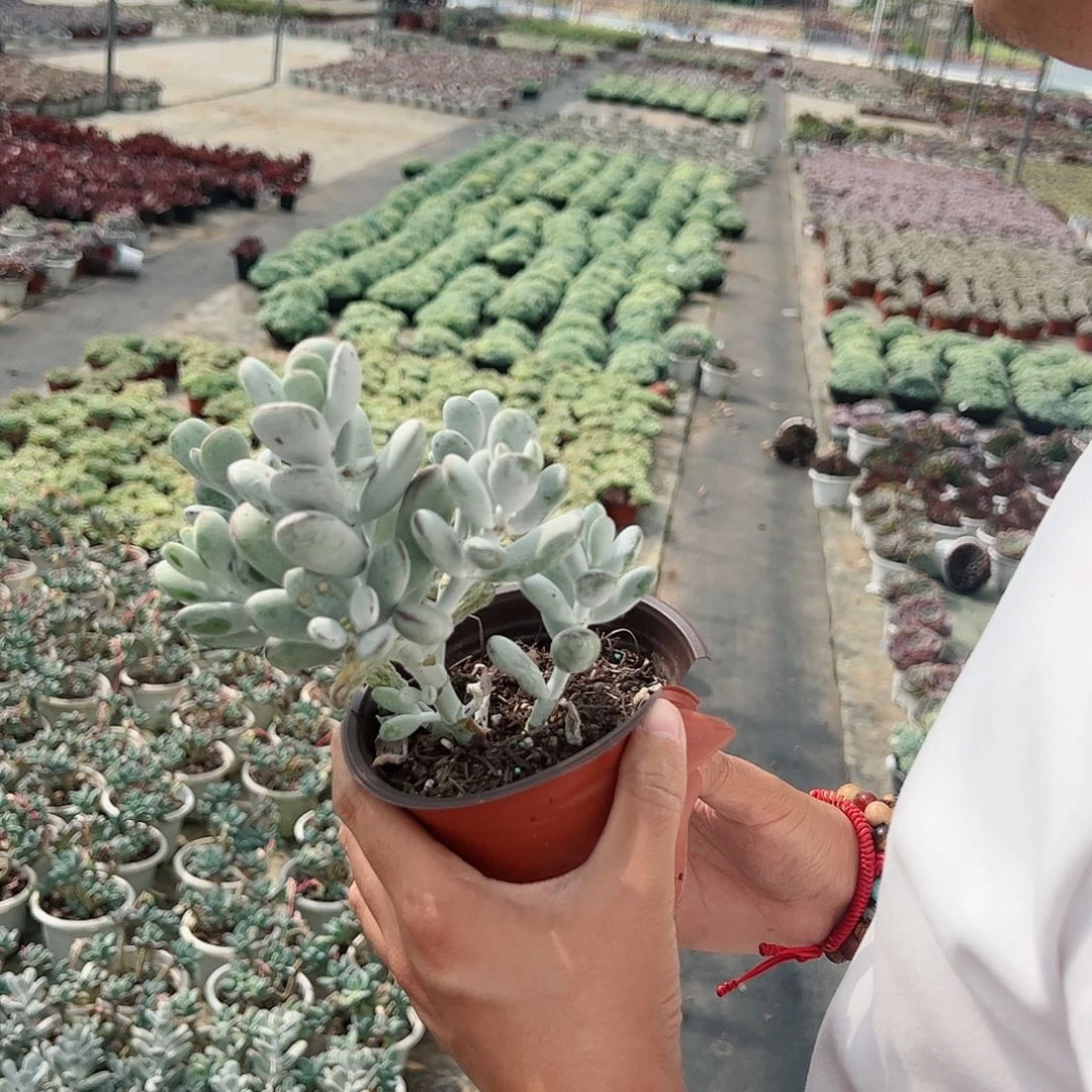 乒乓福娘多头群生