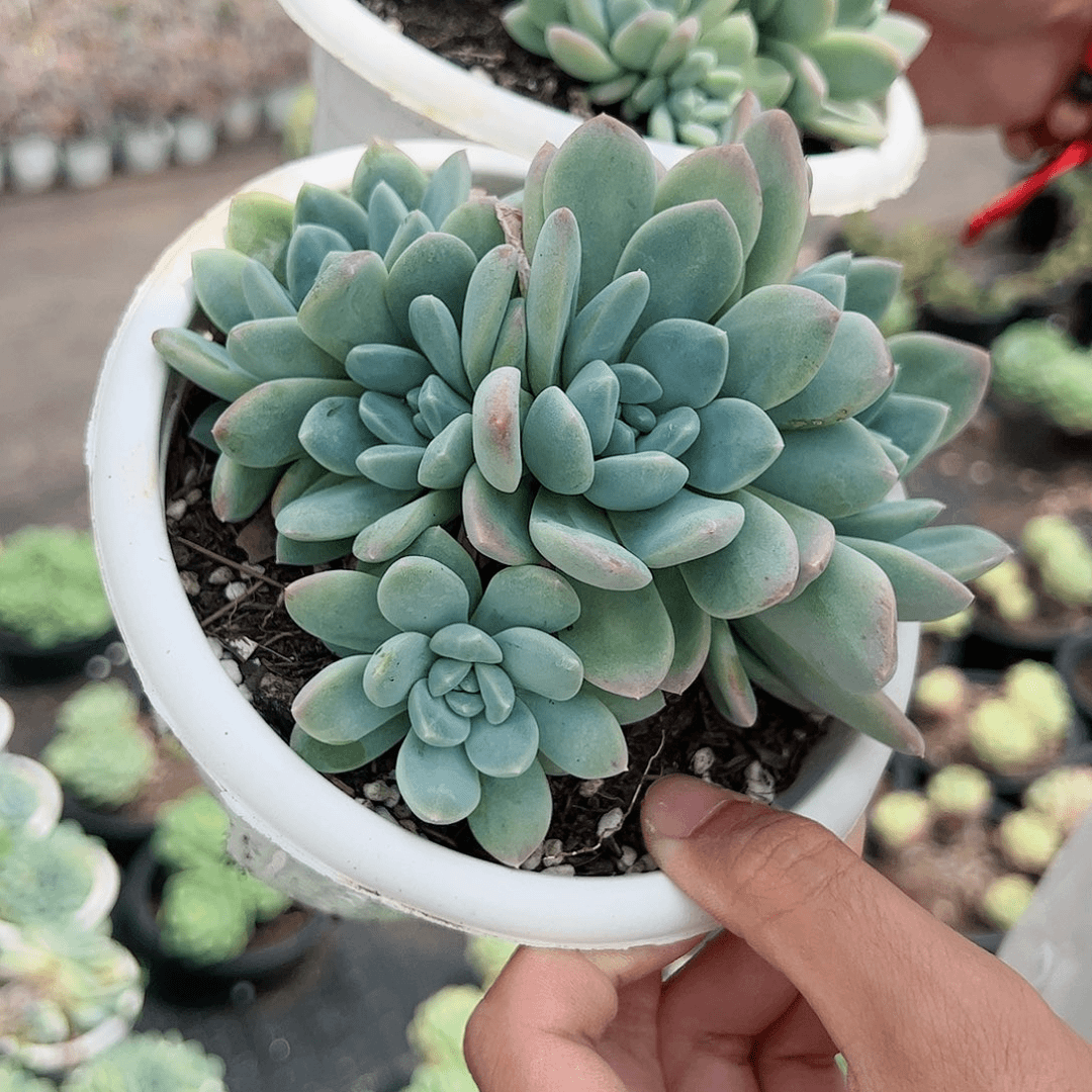 阮玲玉缀化多肉植物
