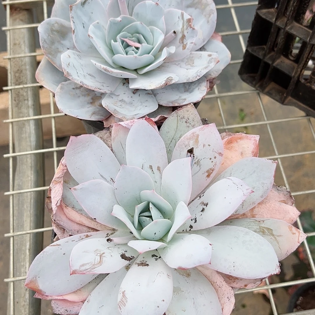 白莲大单头多肉植物