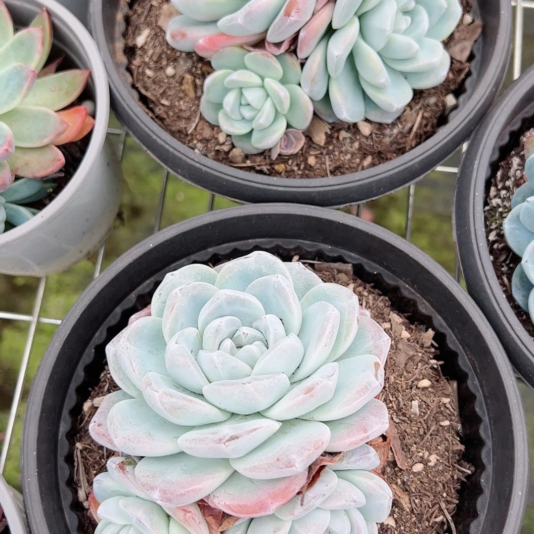 冰玉多头精控大盆