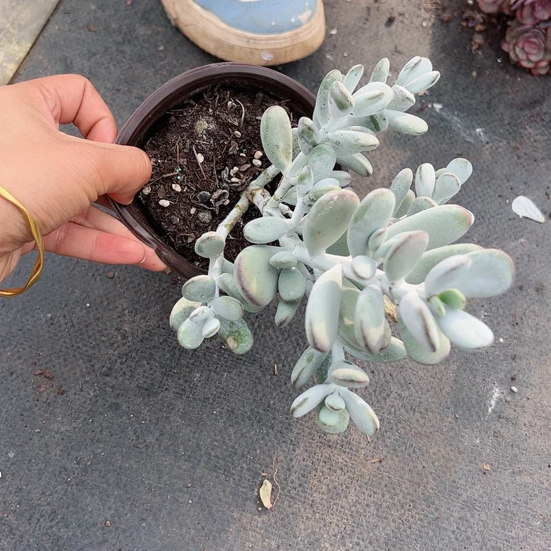 乒乓福娘多头多肉植物