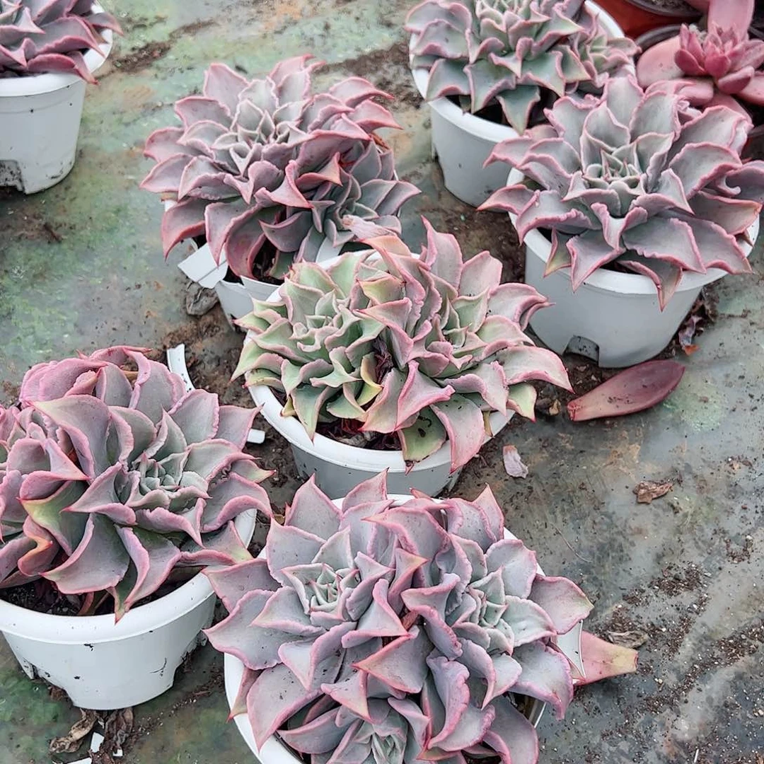 饺子皮多头群生整桩整群