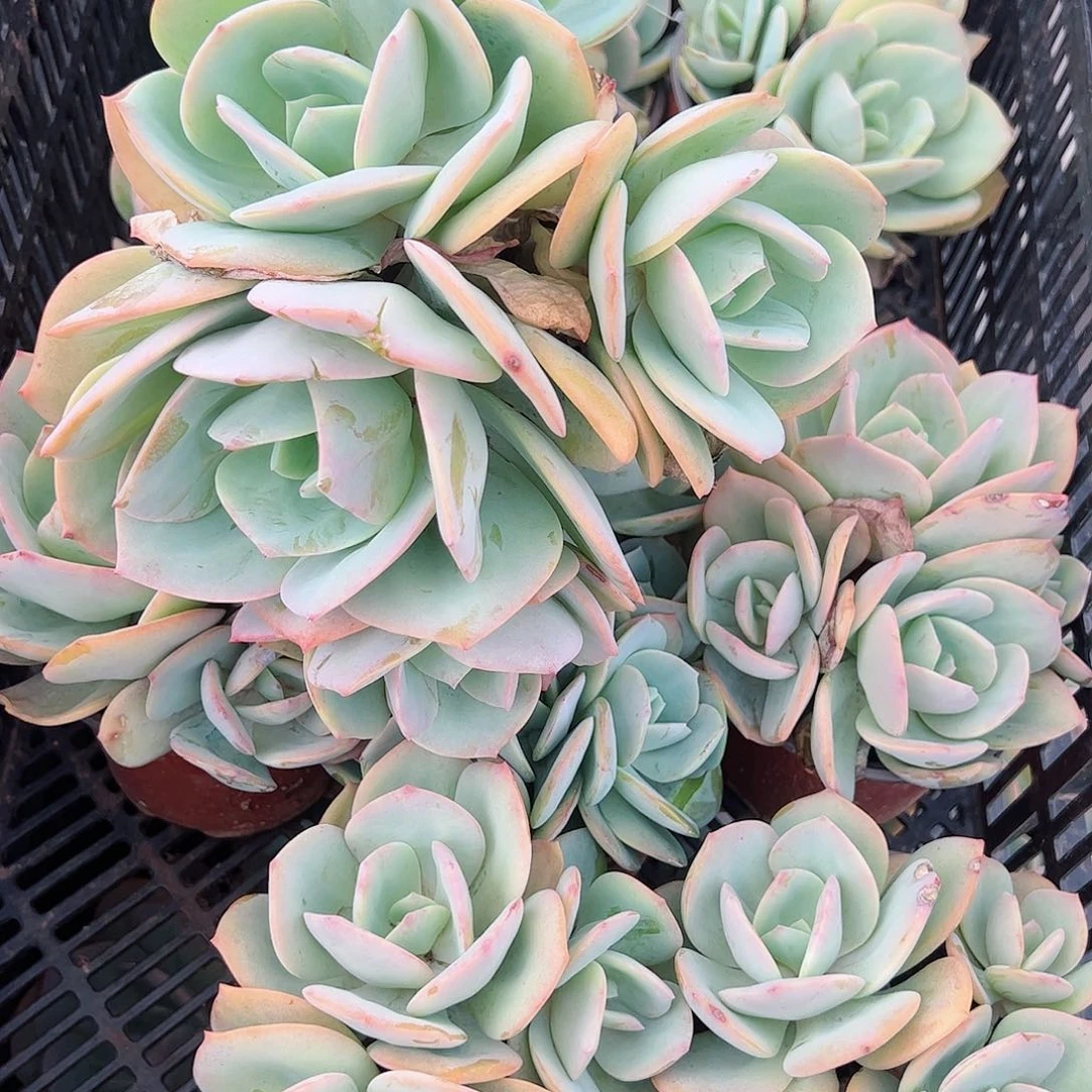 白凤群生整桩整群