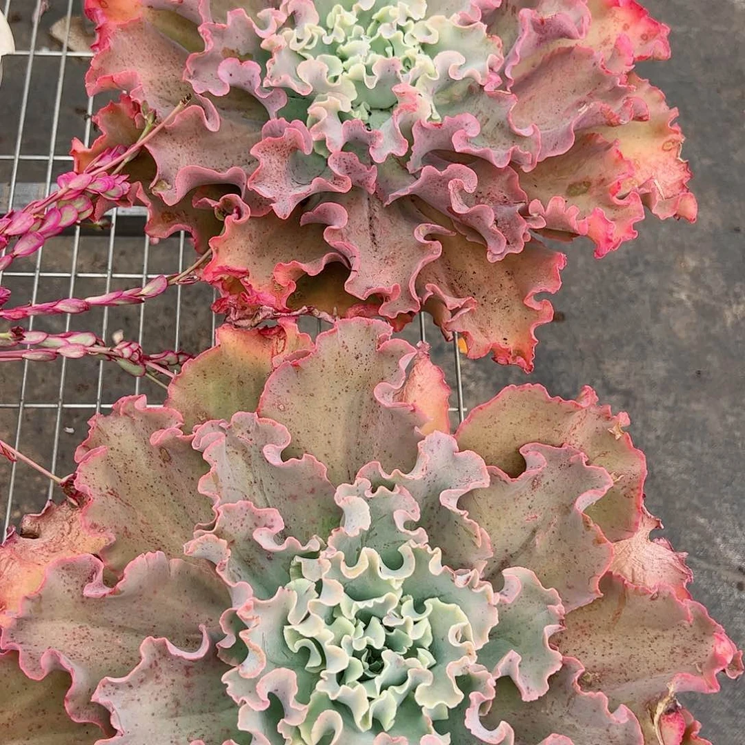 高砂之翁大盆大单头