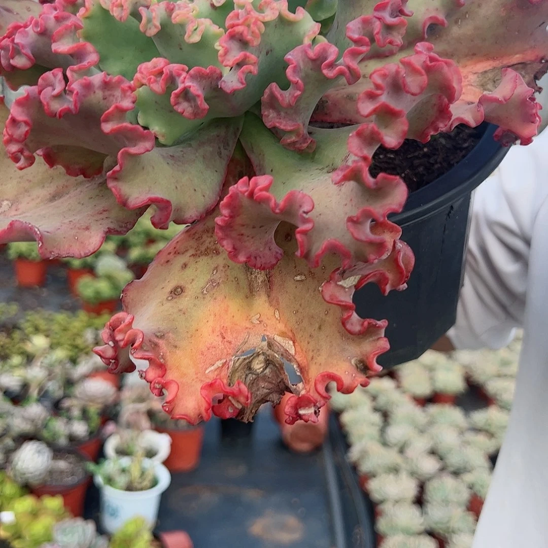 女王花立大单头多肉植物