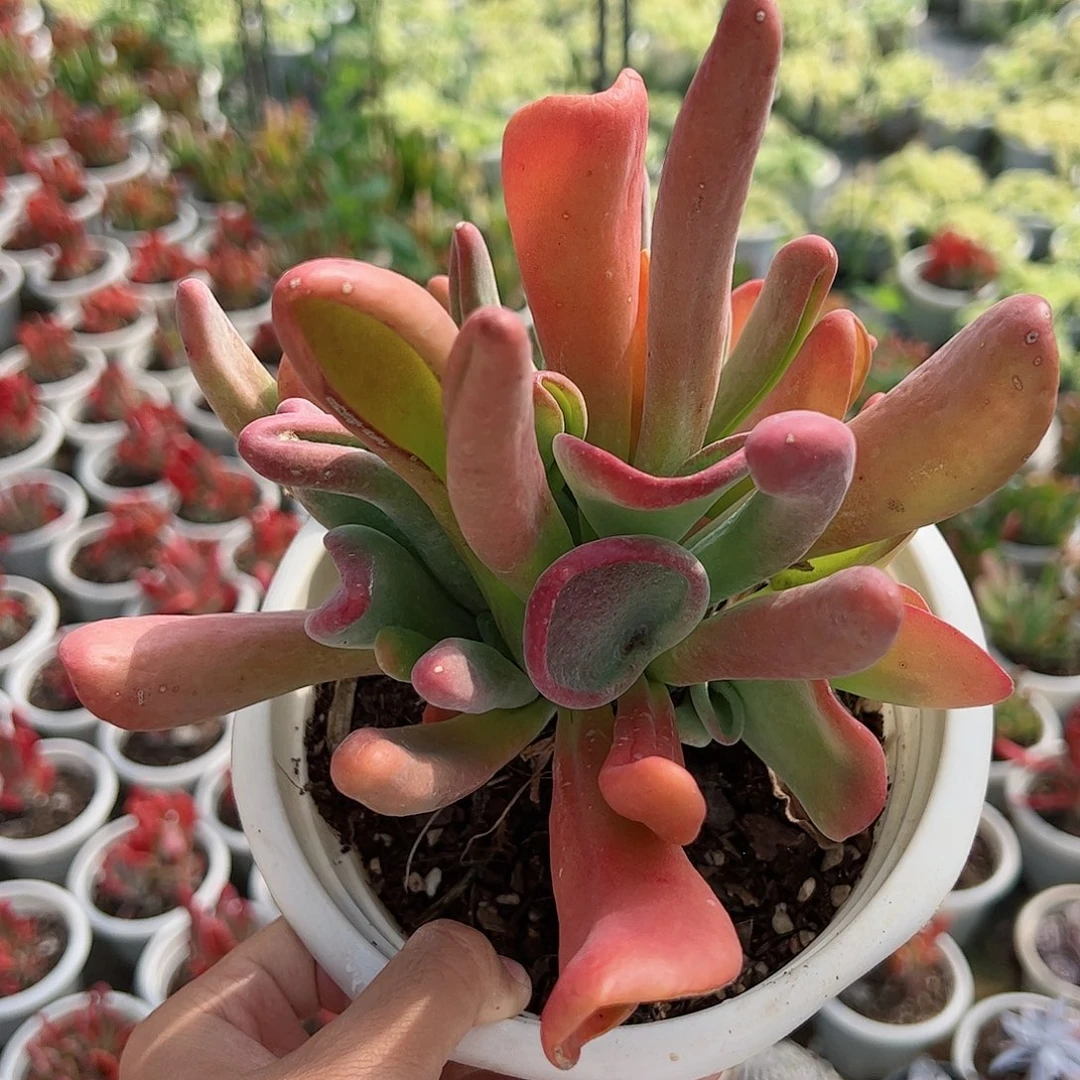 火狐狸大盆多头大盆
