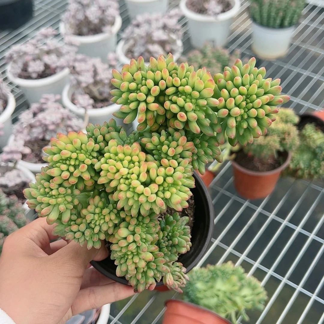 春萌缀化多肉植物大盆