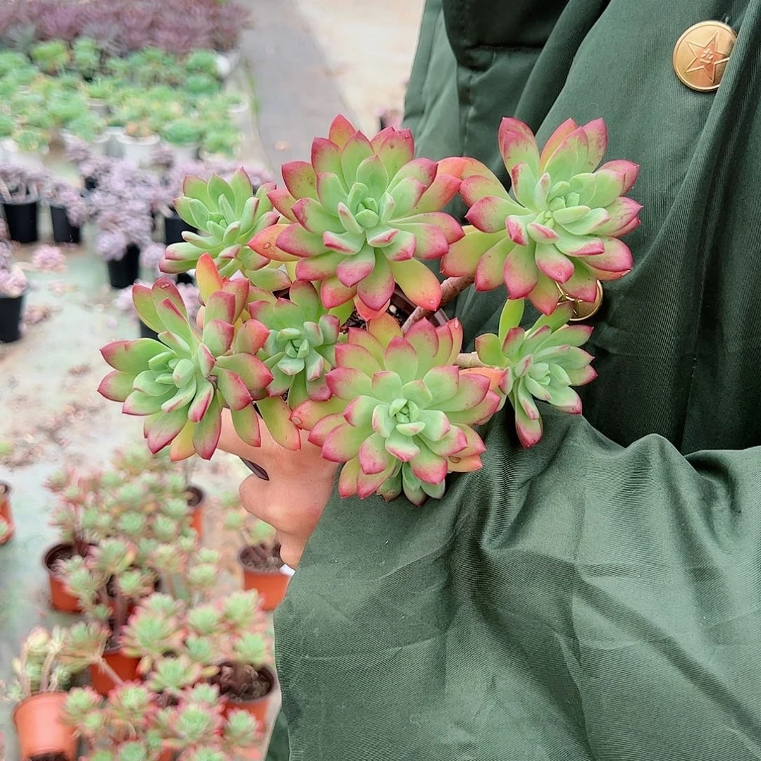 红稚莲精控多肉植物