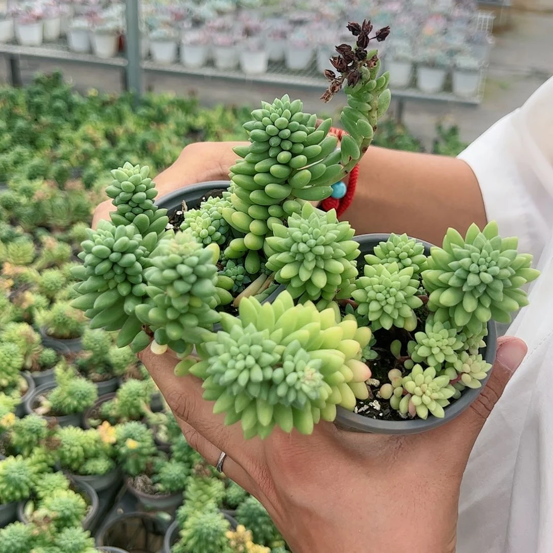 龙骨玉坠3盆多肉植物