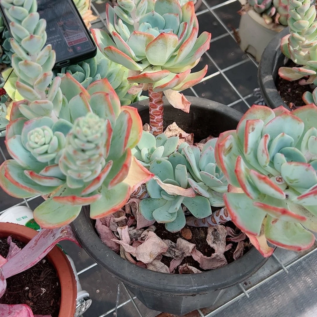 白月光3头带仔起发整桩整群