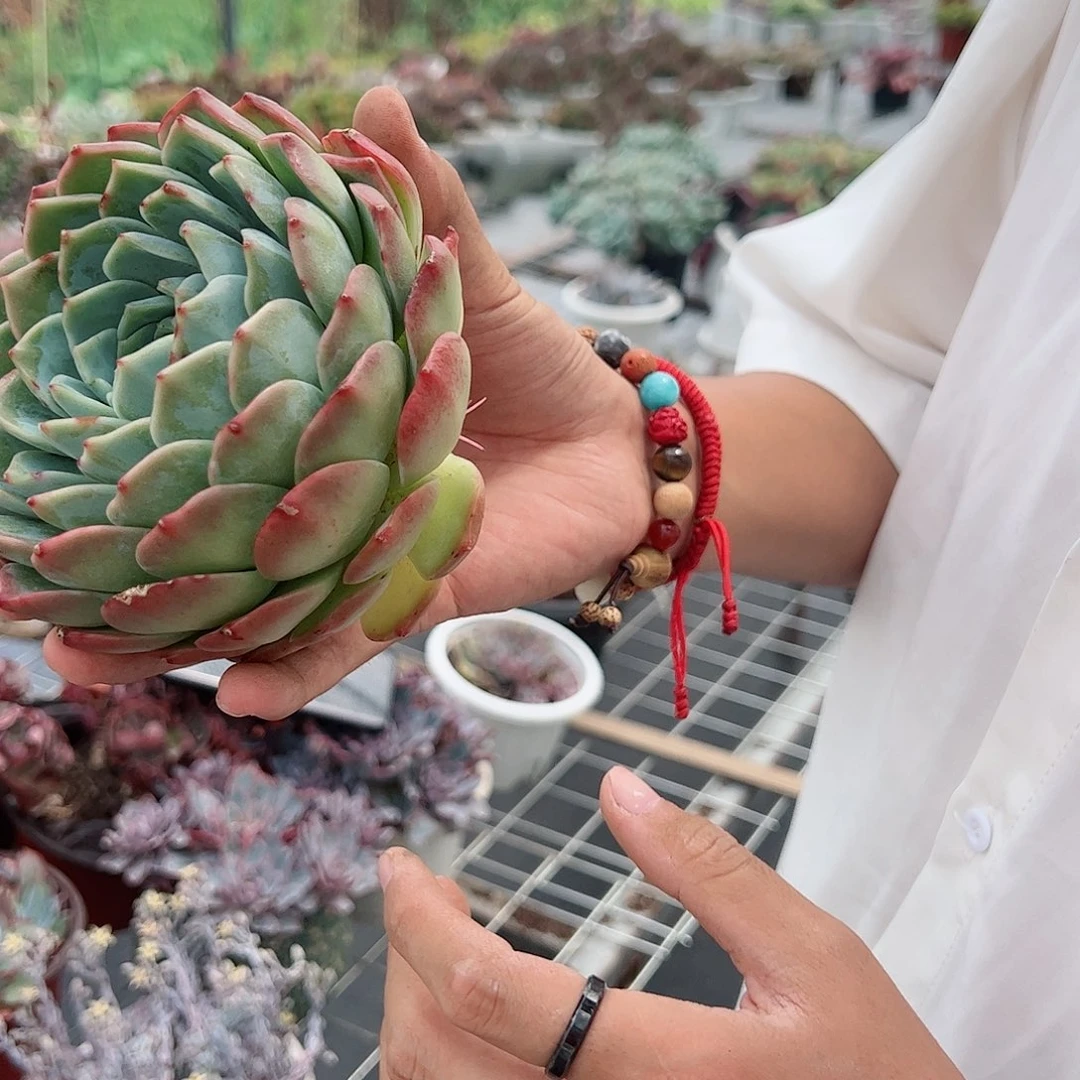 冰橙大单头多肉植物