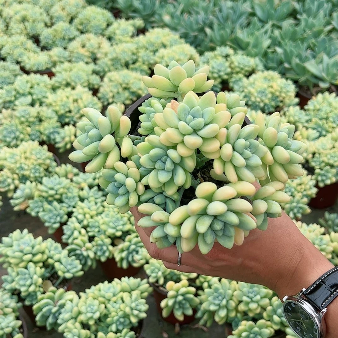 奶酪蛋糕红盆整桩整桩