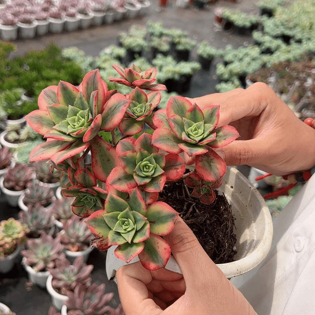 星爆整桩多肉植物
