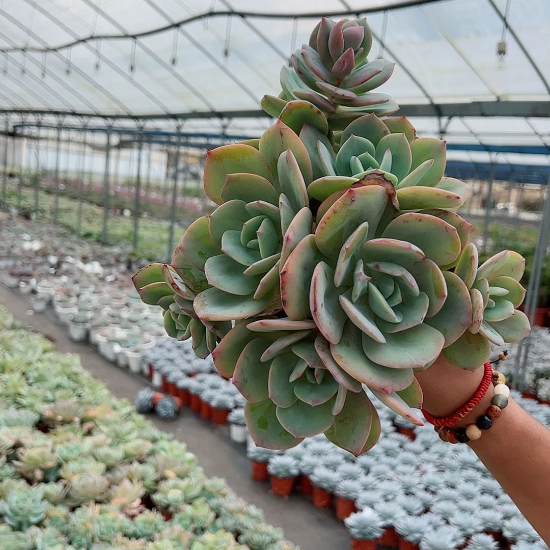 白凤多头群生多肉