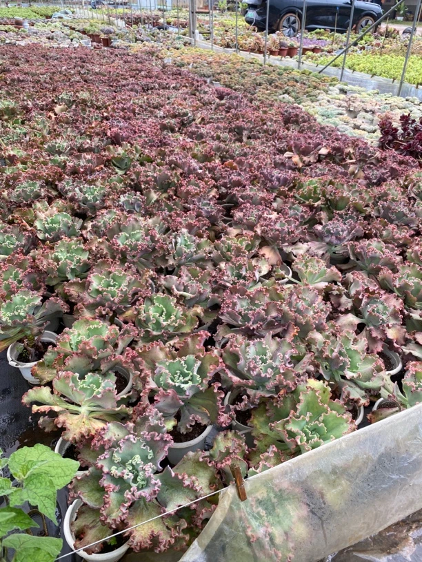 女王花丽高桩超级大大单头多肉