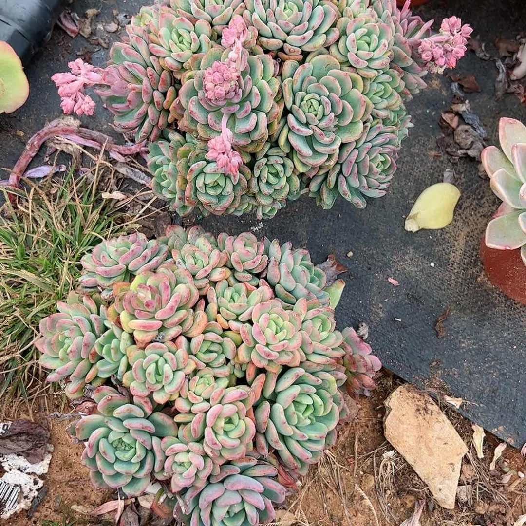 芬达多头大盆多肉多肉