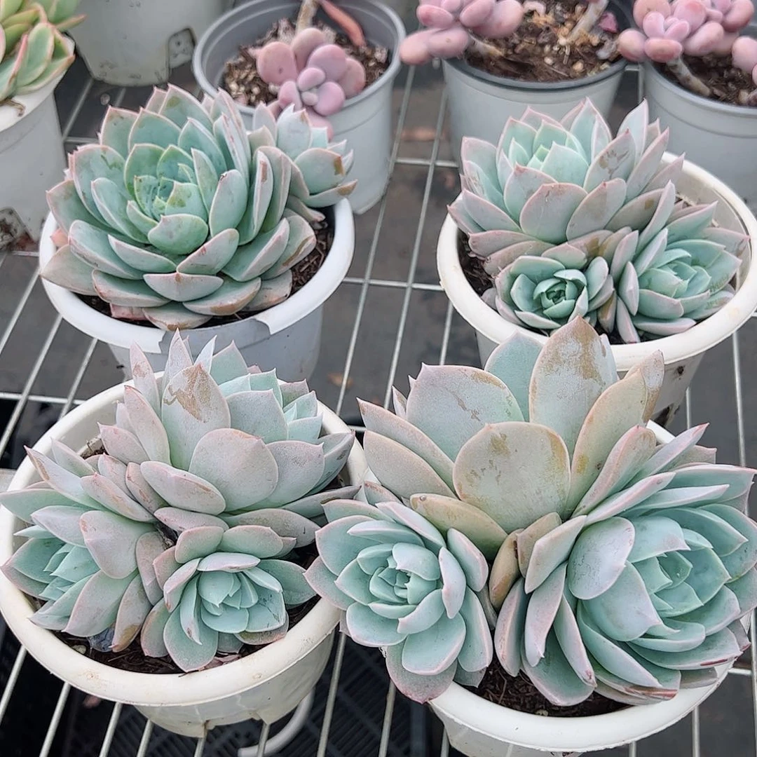 木樨甜心多肉植物