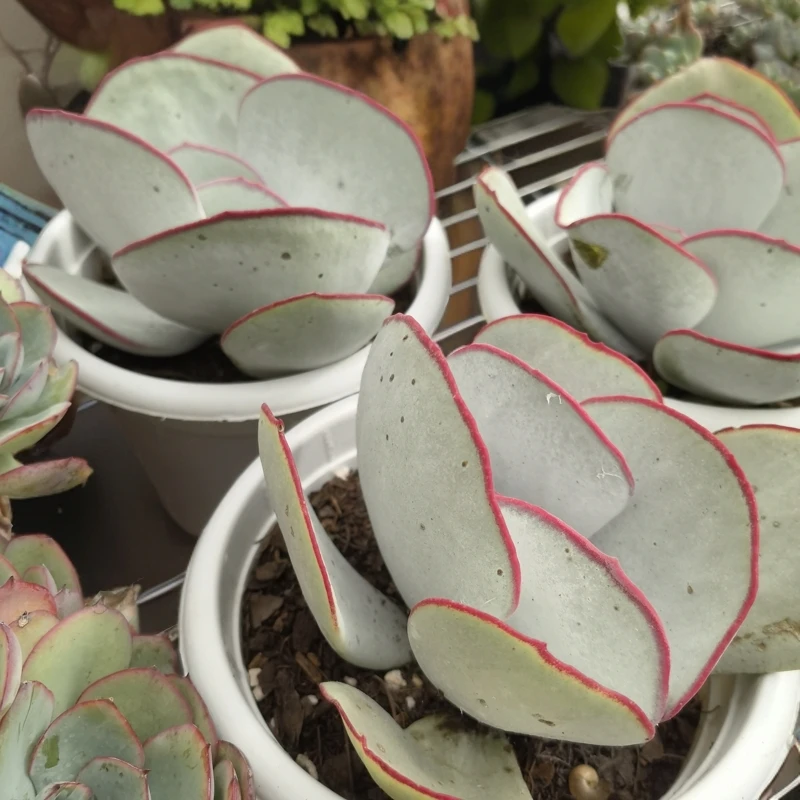 白眉大单头精控大盆多肉植物