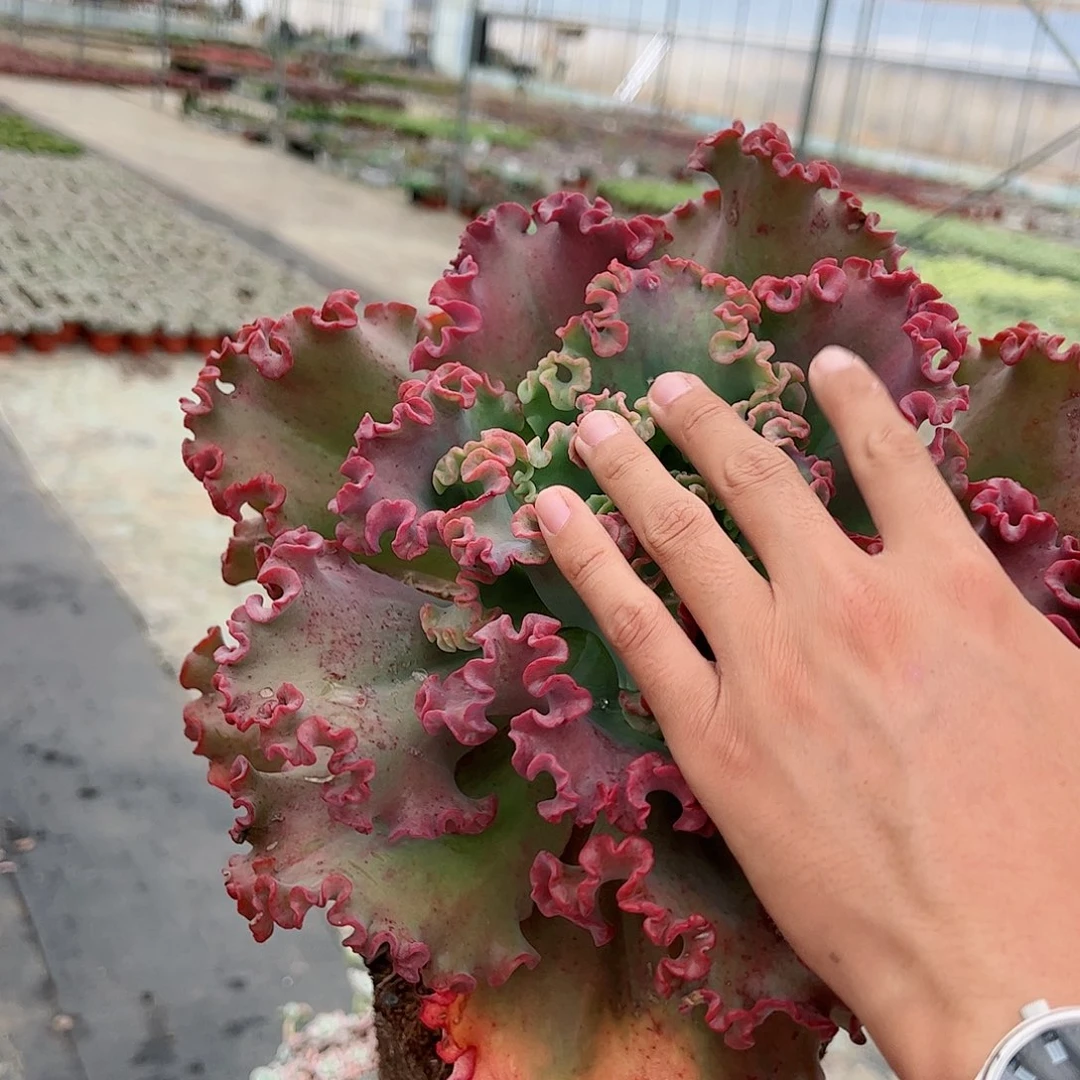 女王花笠大盆大单头老桩