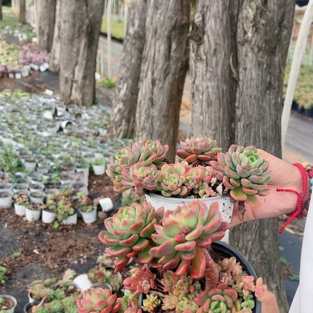 芬达3盆部分掉头不售后