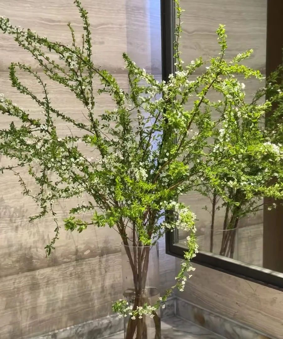 【源头优选】雪柳 云南鲜花 任意两单花材升级顺丰冷链或德邦快递