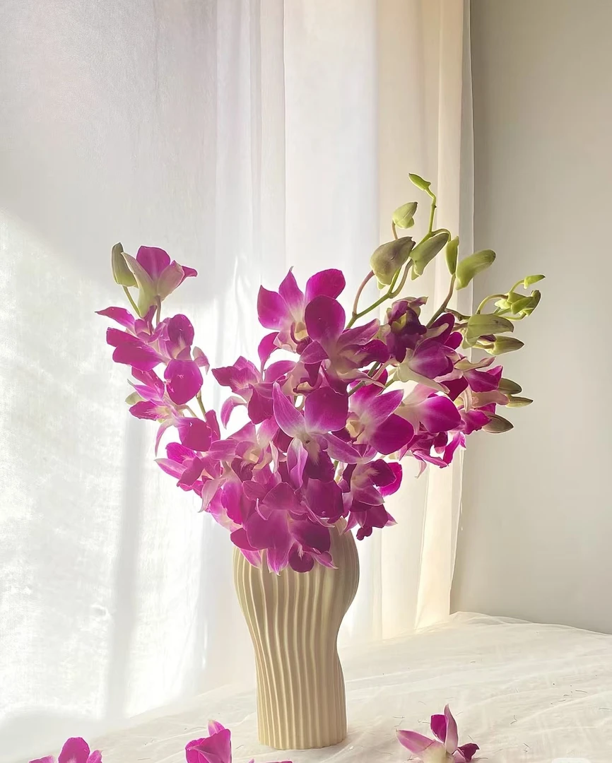 【源头优选】洋兰云南鲜花 任意两单花材升级顺丰冷链或德邦快递