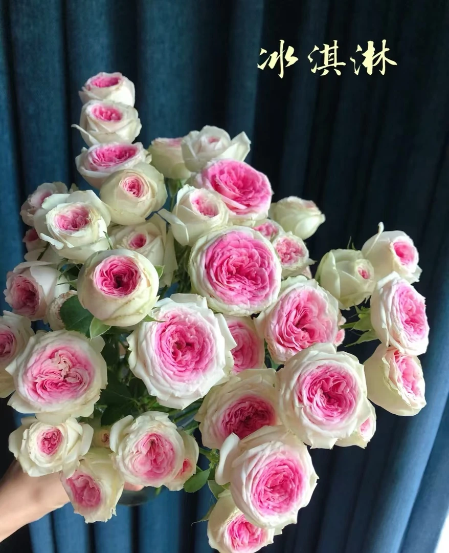 【源头优选】冰淇淋多头玫瑰-任意2单鲜花包邮 云南鲜花