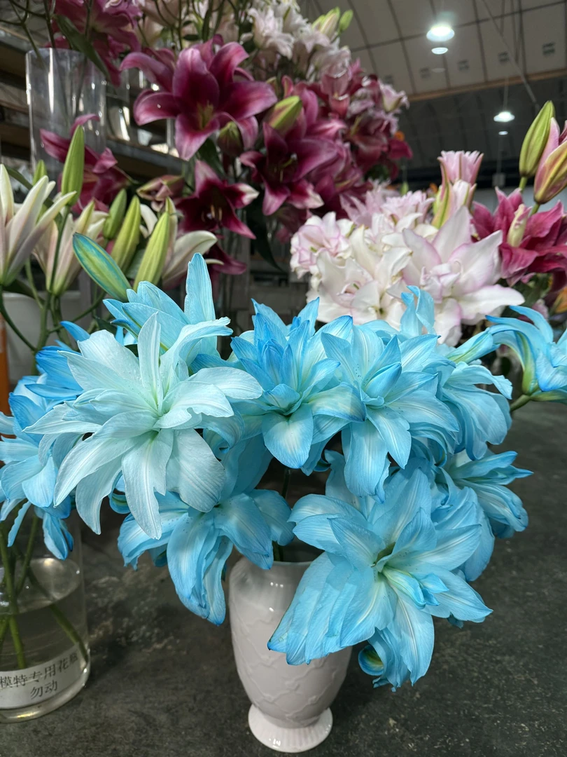 【源头优选】星空吸色重瓣百合任意两单升级顺丰京东或德邦快递